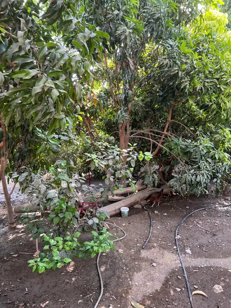 دنبال کارم|استخدام سرایداری و نظافت|تهران, آزادشهر|دیوار