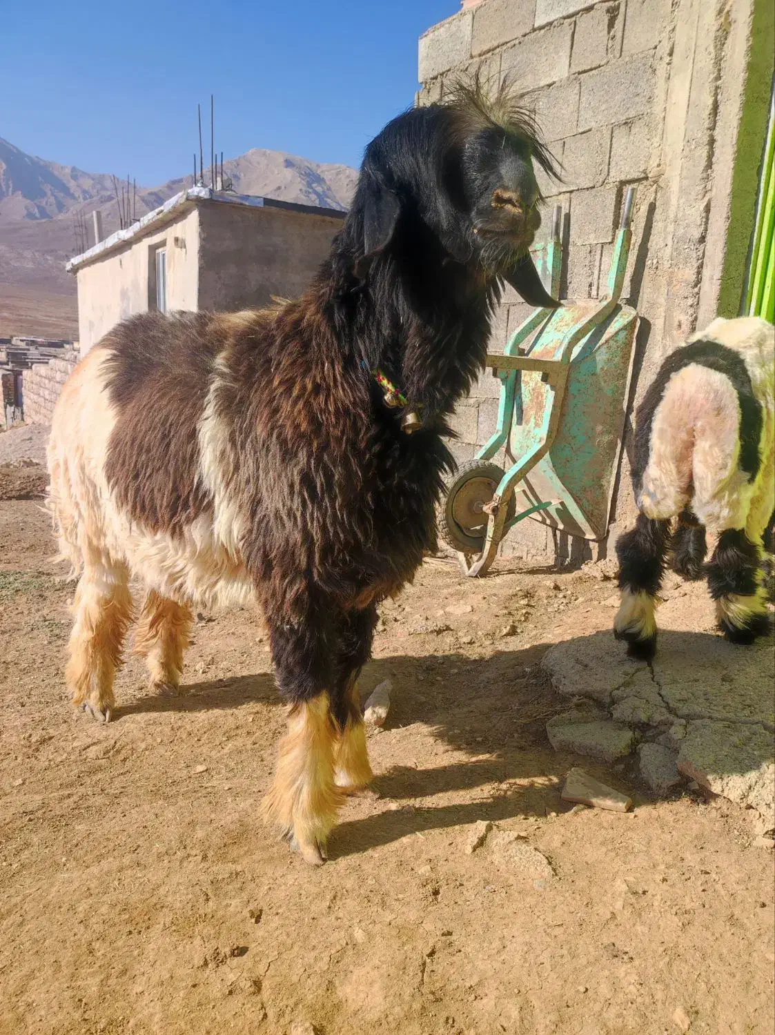 دوعدد بره نر اصلی میش نرمیش|حیوانات مزرعه|شهرکرد, |دیوار