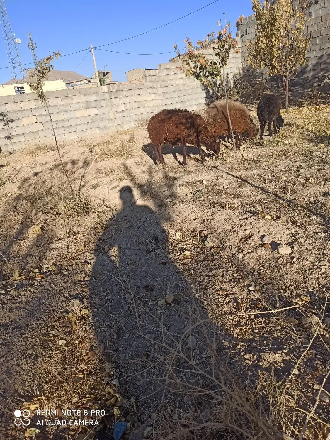 بره|حیوانات مزرعه|داران, |دیوار