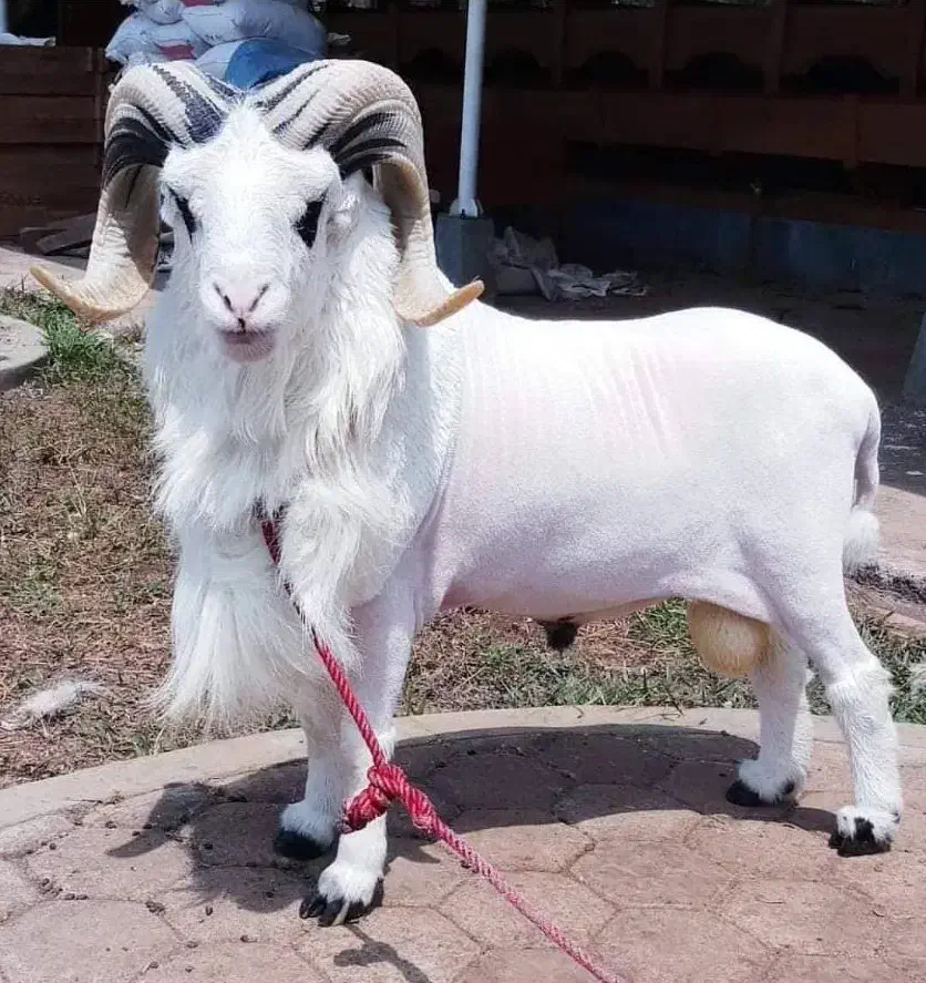 ۶ راس بزغاله ماده کوچیک|حیوانات مزرعه|زاغه, |دیوار