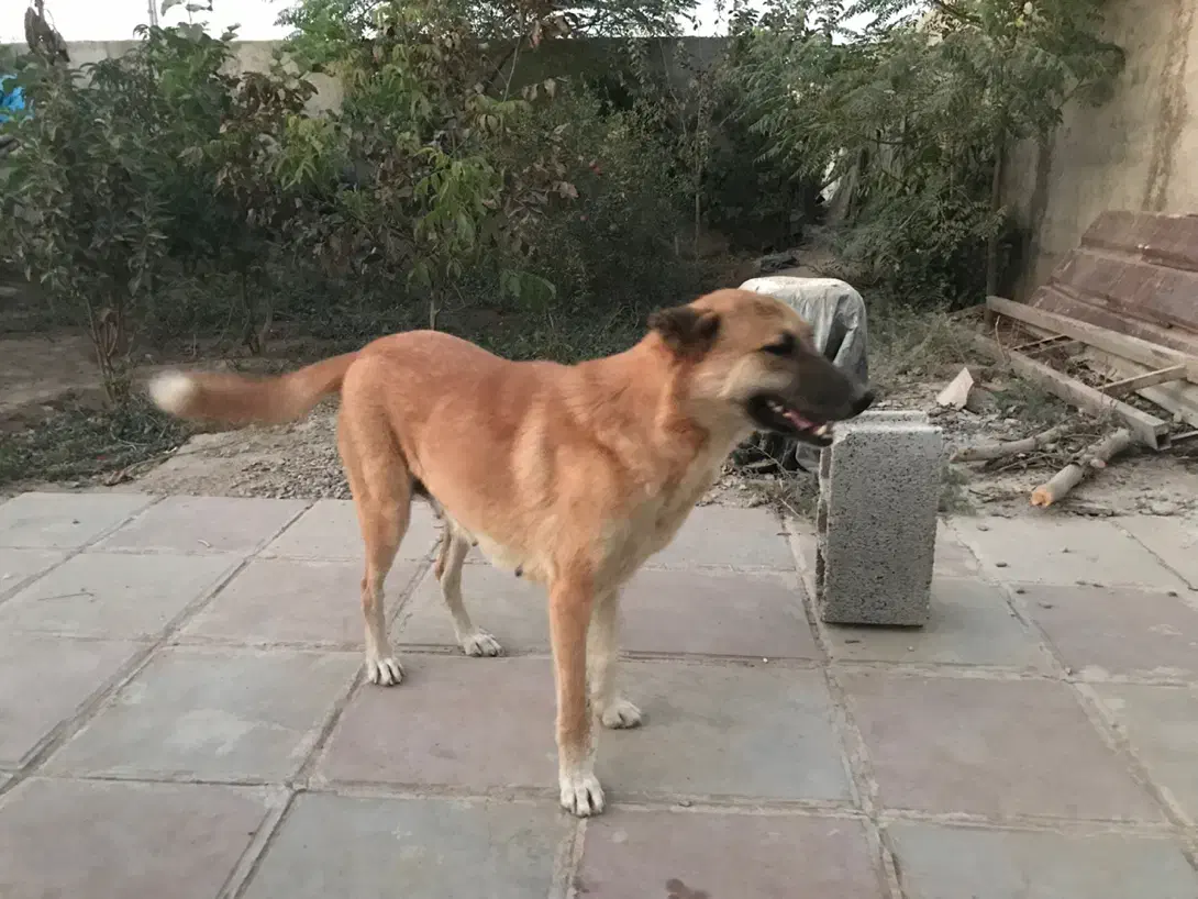 واگذاری سگ نگهبان|سگ|پاکدشت, پاکدشت (مامازند)|دیوار