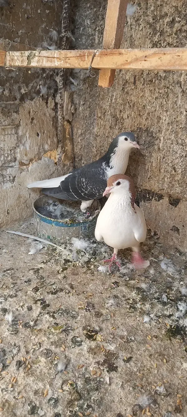 کفتر ساده چادری شهرستانی|پرنده|بومهن, |دیوار