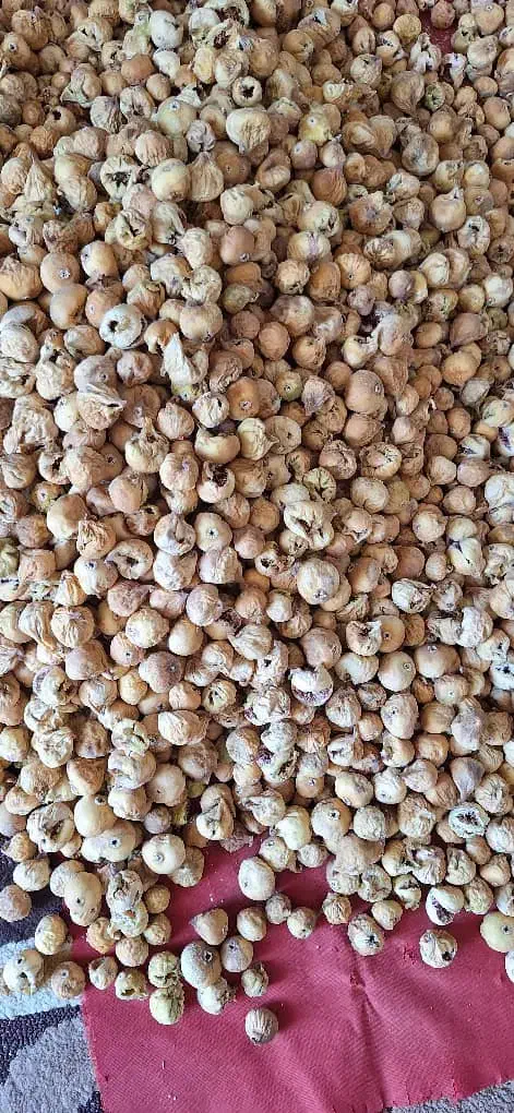 انواع انجیر|خوردنی و آشامیدنی|شیراز, درکی|دیوار