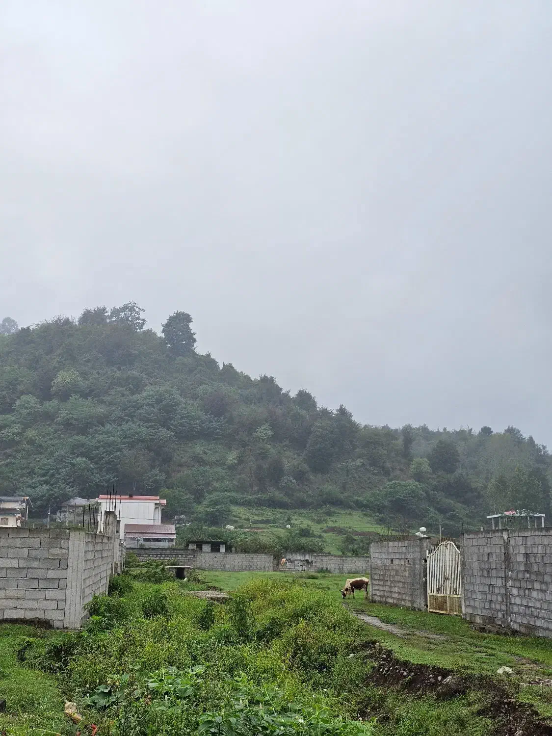 فروش زمین/ ویودار/ ۲۸۰متری/با بهترین شرایط پرداخت|فروش زمین و ملک کلنگی|تالش, هشتپر|دیوار