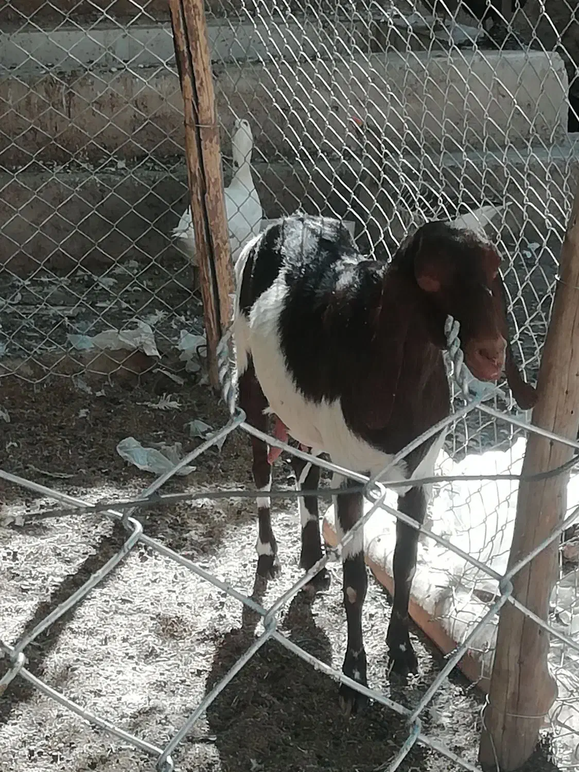 بز دو رگ پاکستانی|حیوانات مزرعه|شیراز, دروازه اصفهان|دیوار