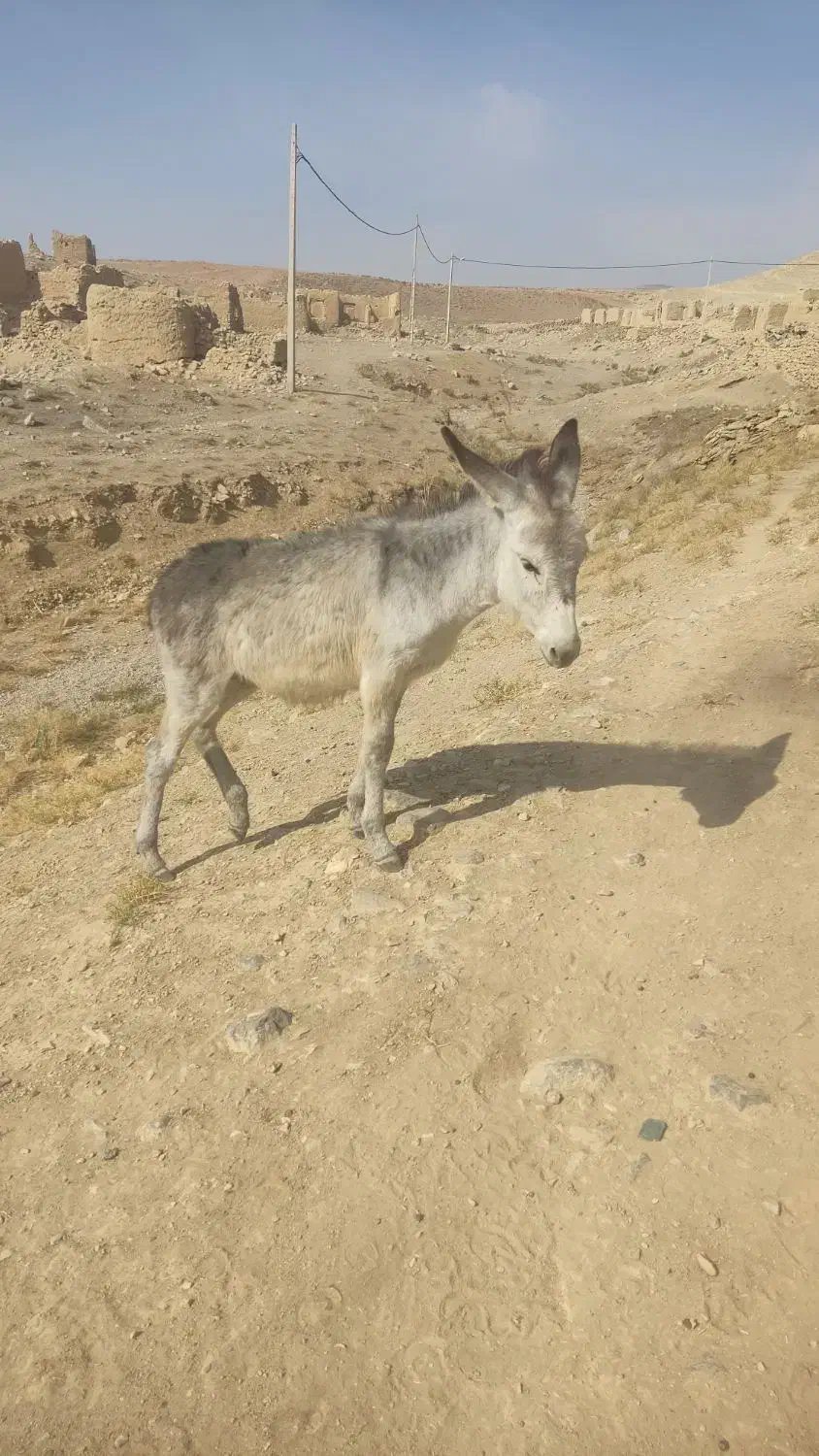 الاغ|حیوانات مزرعه|شیروان (خراسان), |دیوار