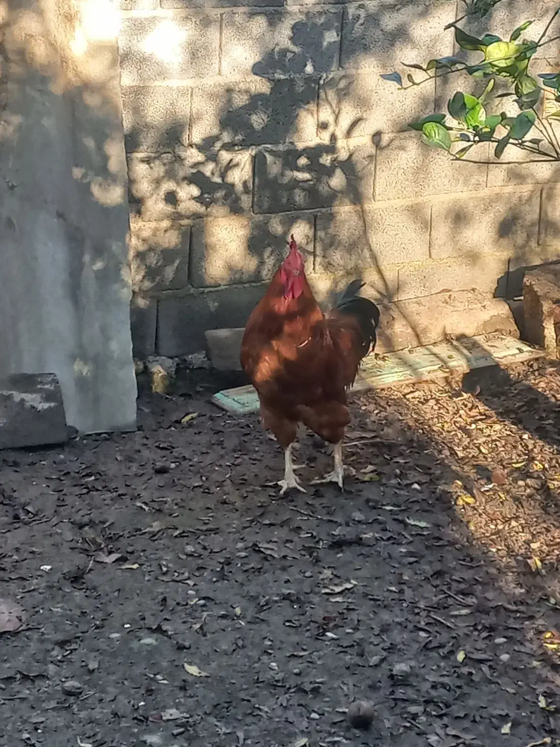 خروس محلی درشت و گوشتی زنده|حیوانات مزرعه|قائم‌شهر, |دیوار