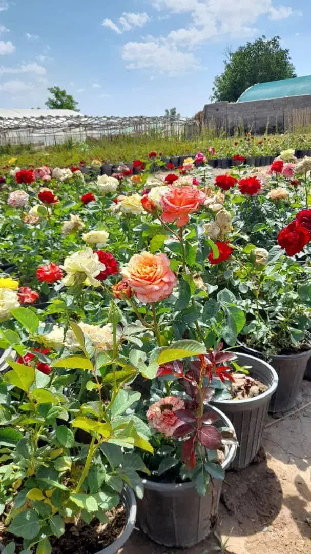 آگهی استخدام فضای سبز|استخدام سرایداری و نظافت|تهران, ولنجک|دیوار