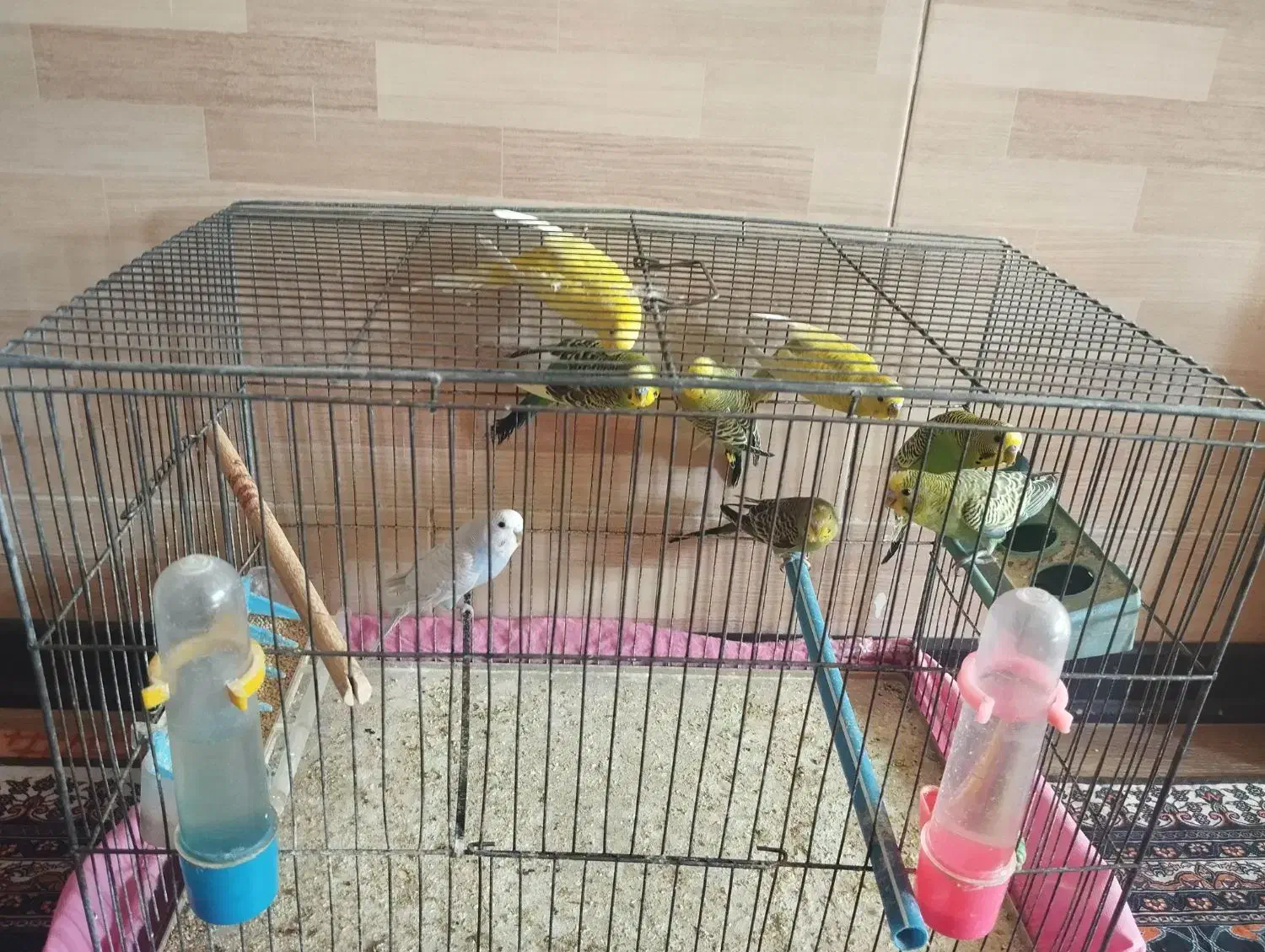 مرغ عشق بالغ|پرنده|شیراز, فضلآباد|دیوار