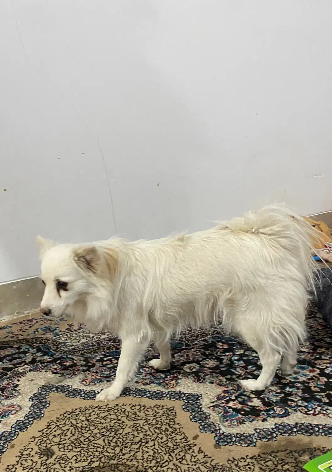 فروش سگه ماده باتربیت۲تومن|سگ|یزد, |دیوار