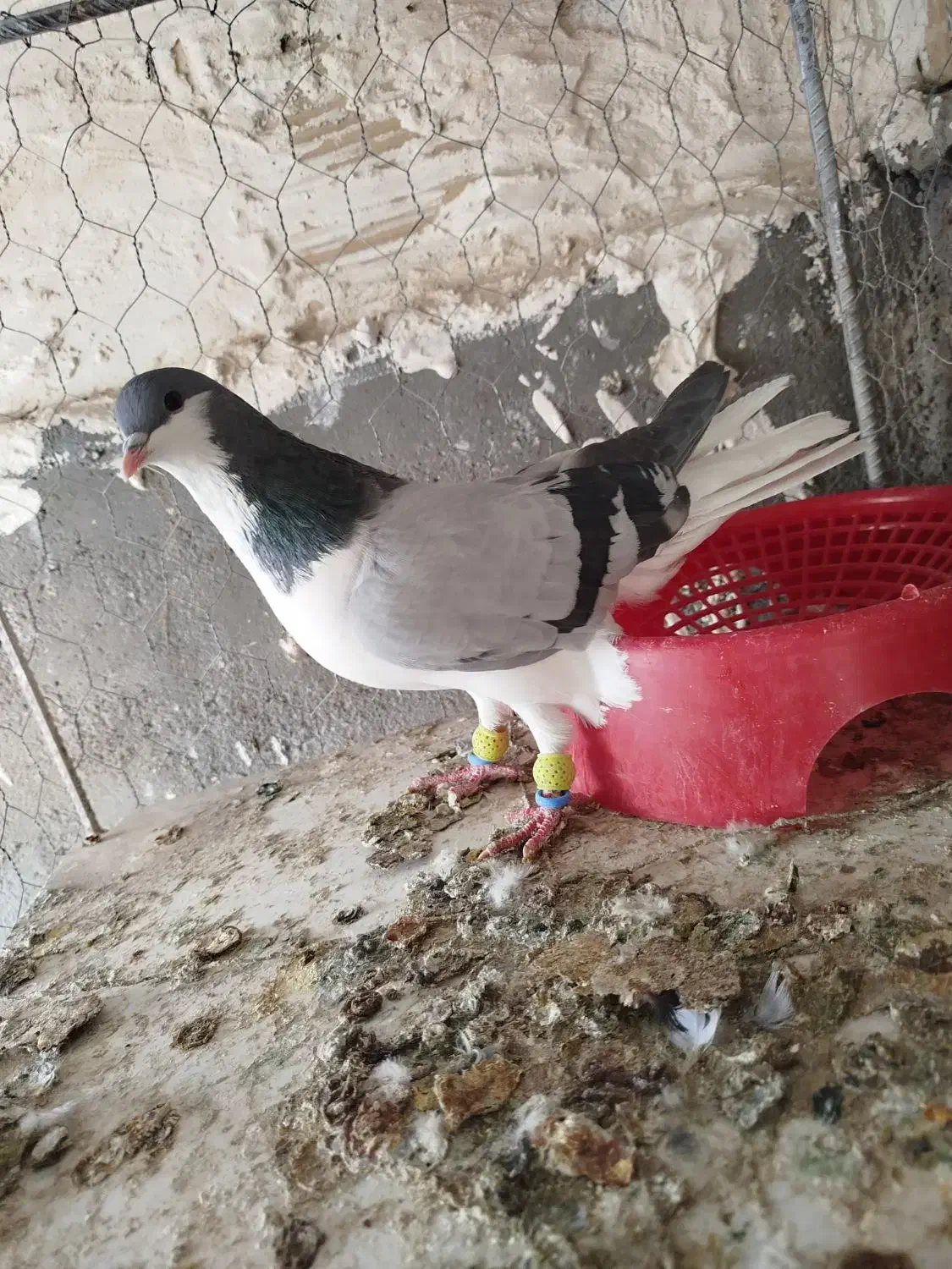 کاغذی خطی ماده عتیقه وبدرنگ ماده هردو گرفتنی|پرنده|قزوین, |دیوار