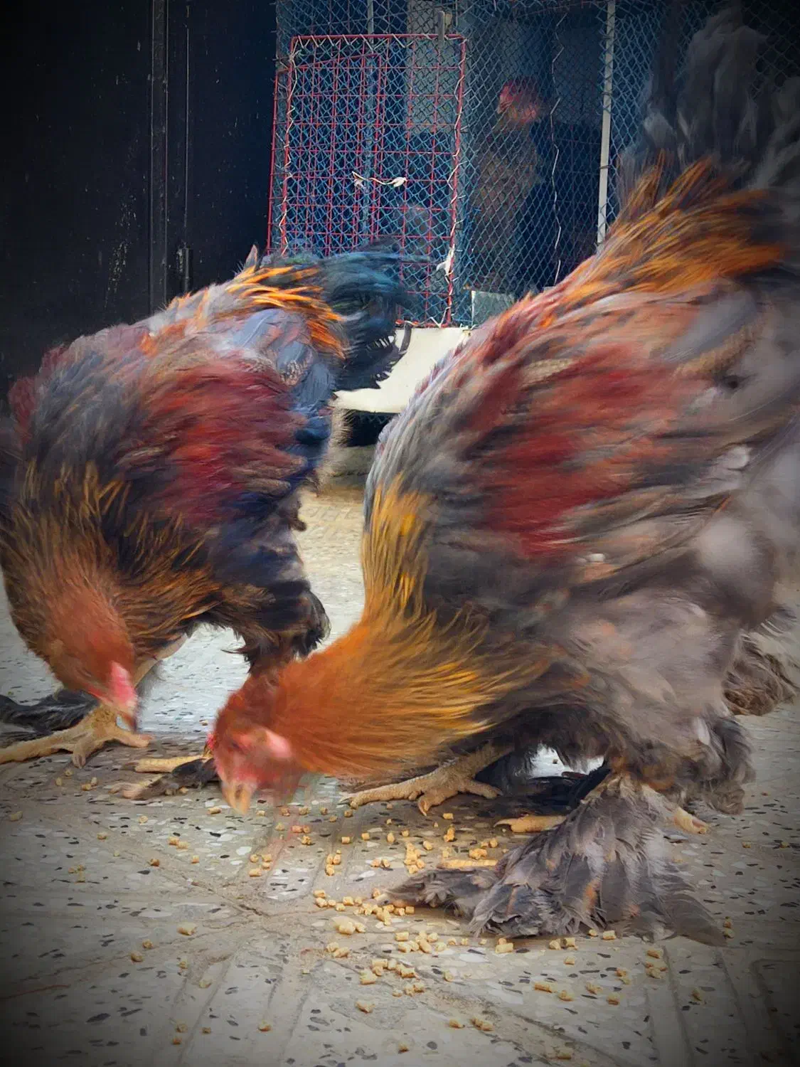 برهما وارداتی|حیوانات مزرعه|ایلام, |دیوار