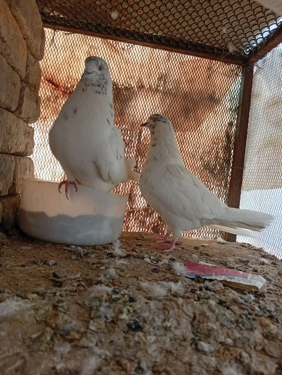 کفتر و جوجه|پرنده|پاکدشت, پاکدشت (مامازند)|دیوار