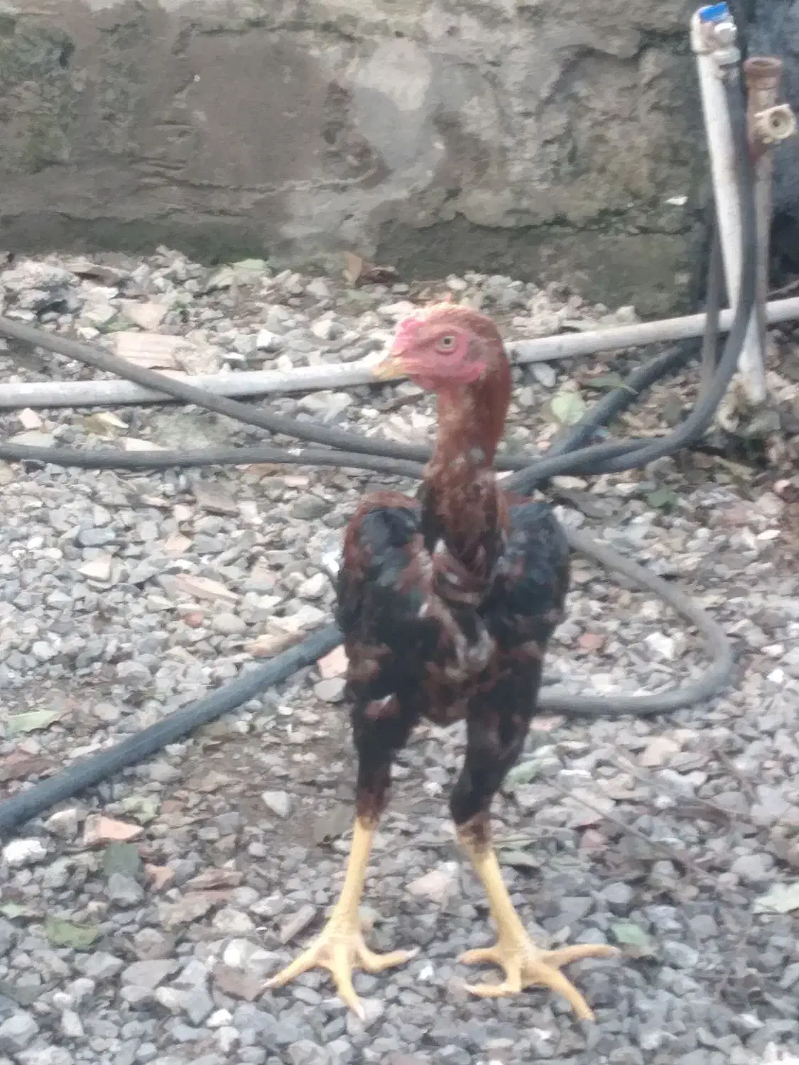 سه عدد لاری نژاد دار|حیوانات مزرعه|چالوس, |دیوار