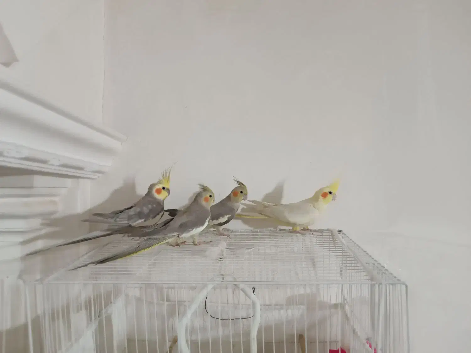 عروس هلندی|پرنده|مشهد, باغ فراگرد|دیوار