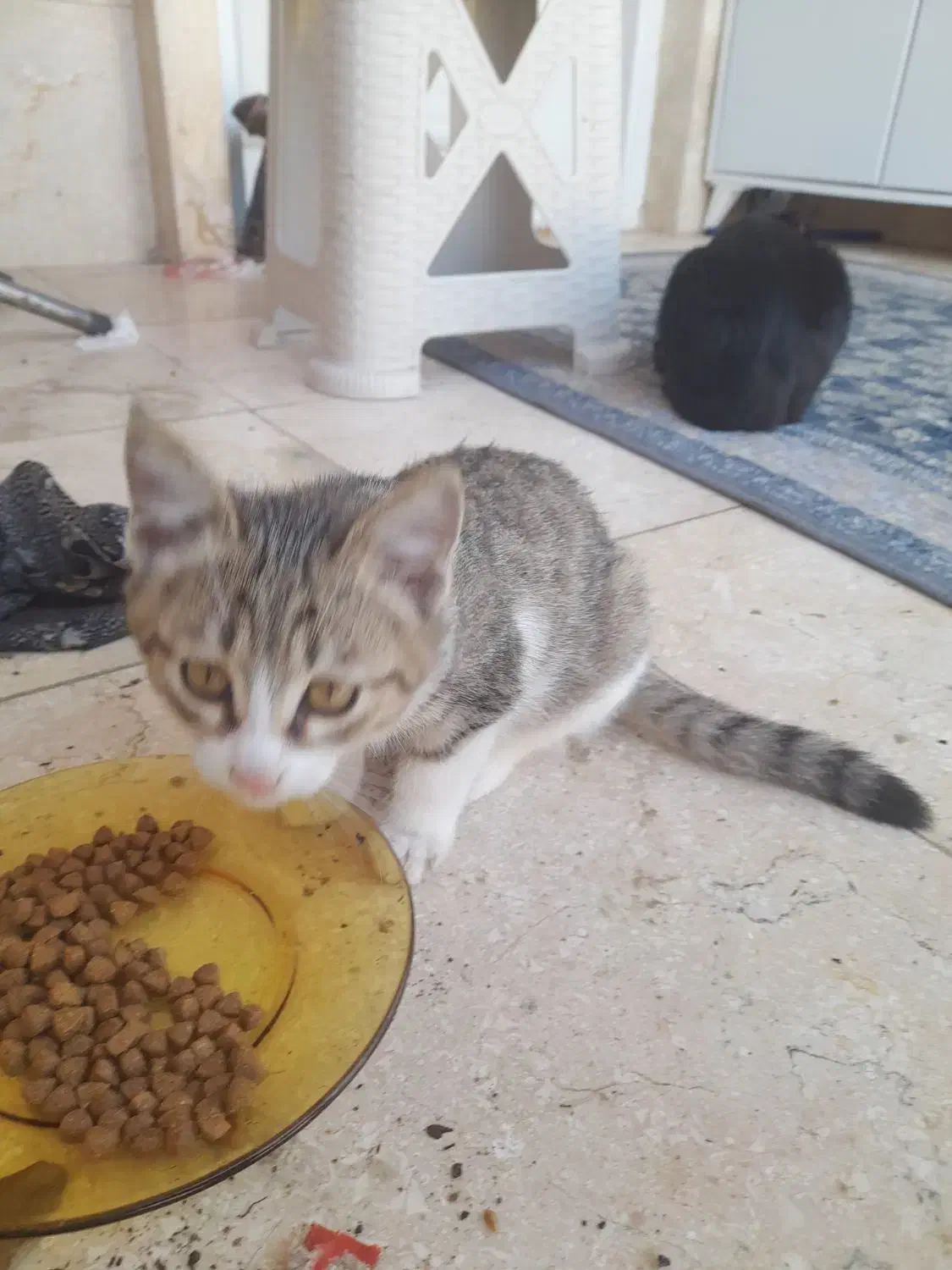 گربه ملوس ناز نازی|گربه|کوچصفهان, |دیوار