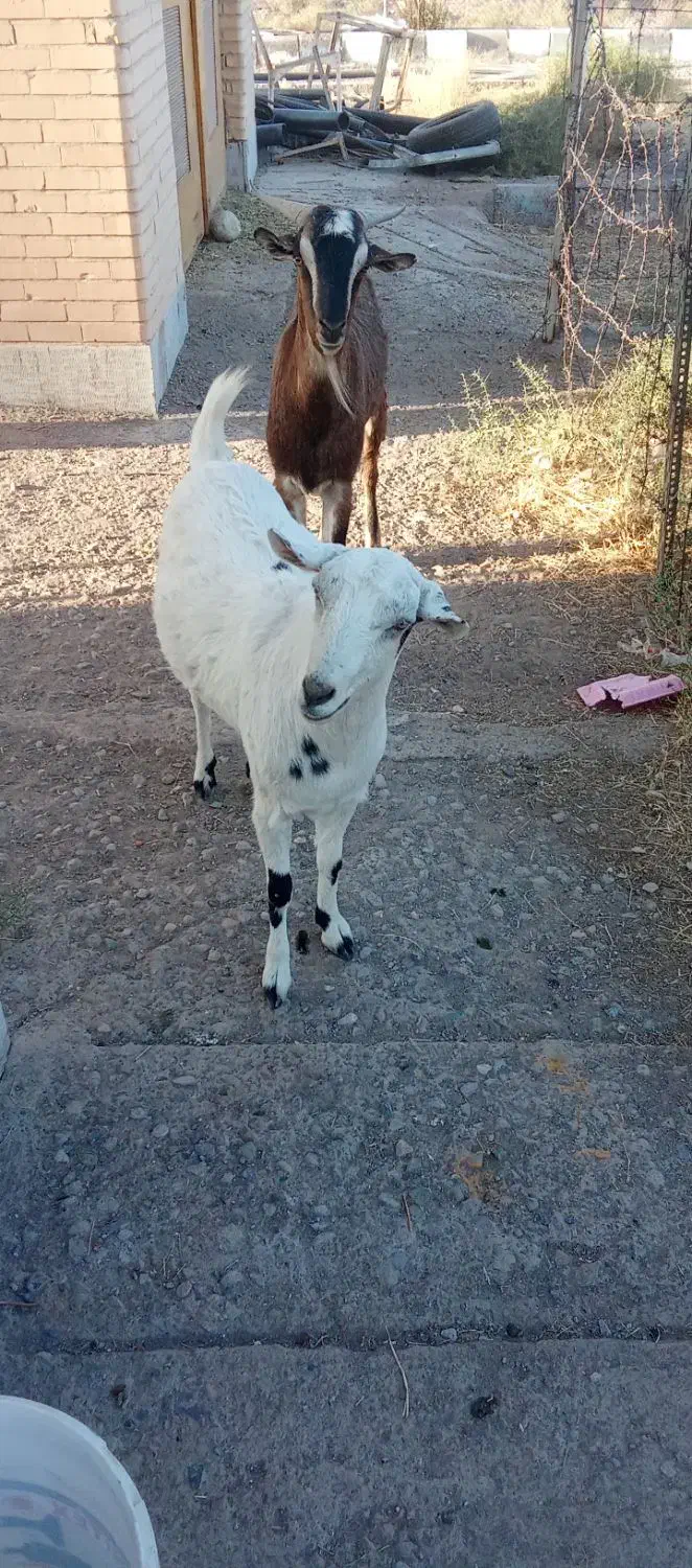 فروشی|حیوانات مزرعه|سیرجان, |دیوار