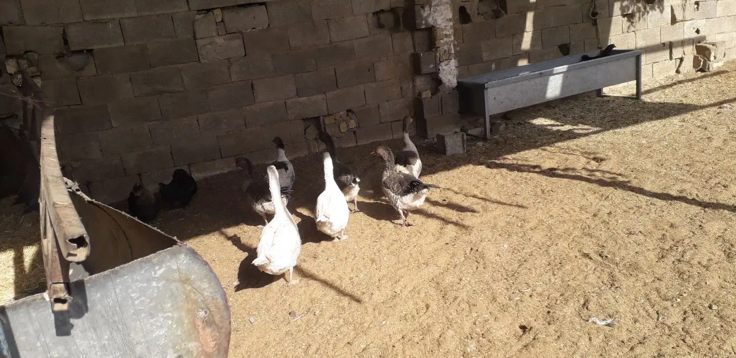 غاز|حیوانات مزرعه|قهدریجان, |دیوار