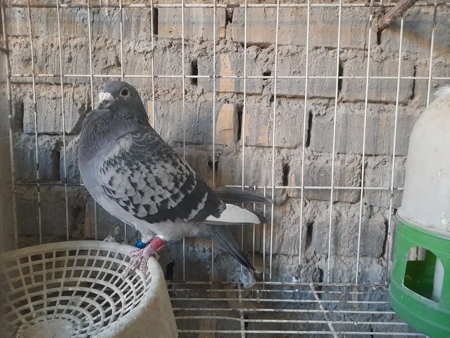 بازرگان نشسته|پرنده|باوی, |دیوار