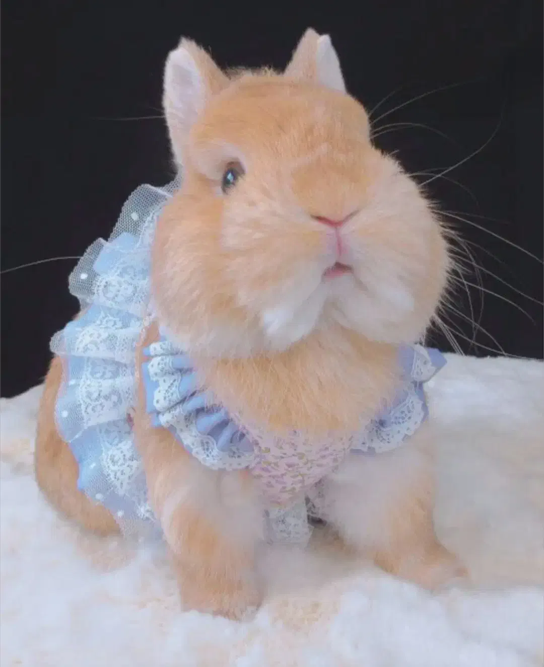 دنیایی خرگوش لوپ/مینیلوپ/مینیاتوری.کارتبهداشت.|موش و خرگوش|اصفهان, بوستان ناژوان|دیوار