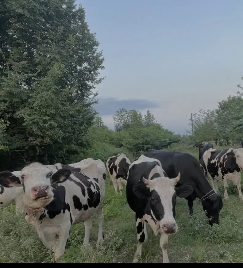 فروش گاو. و کوساله|حیوانات مزرعه|فومن, |دیوار