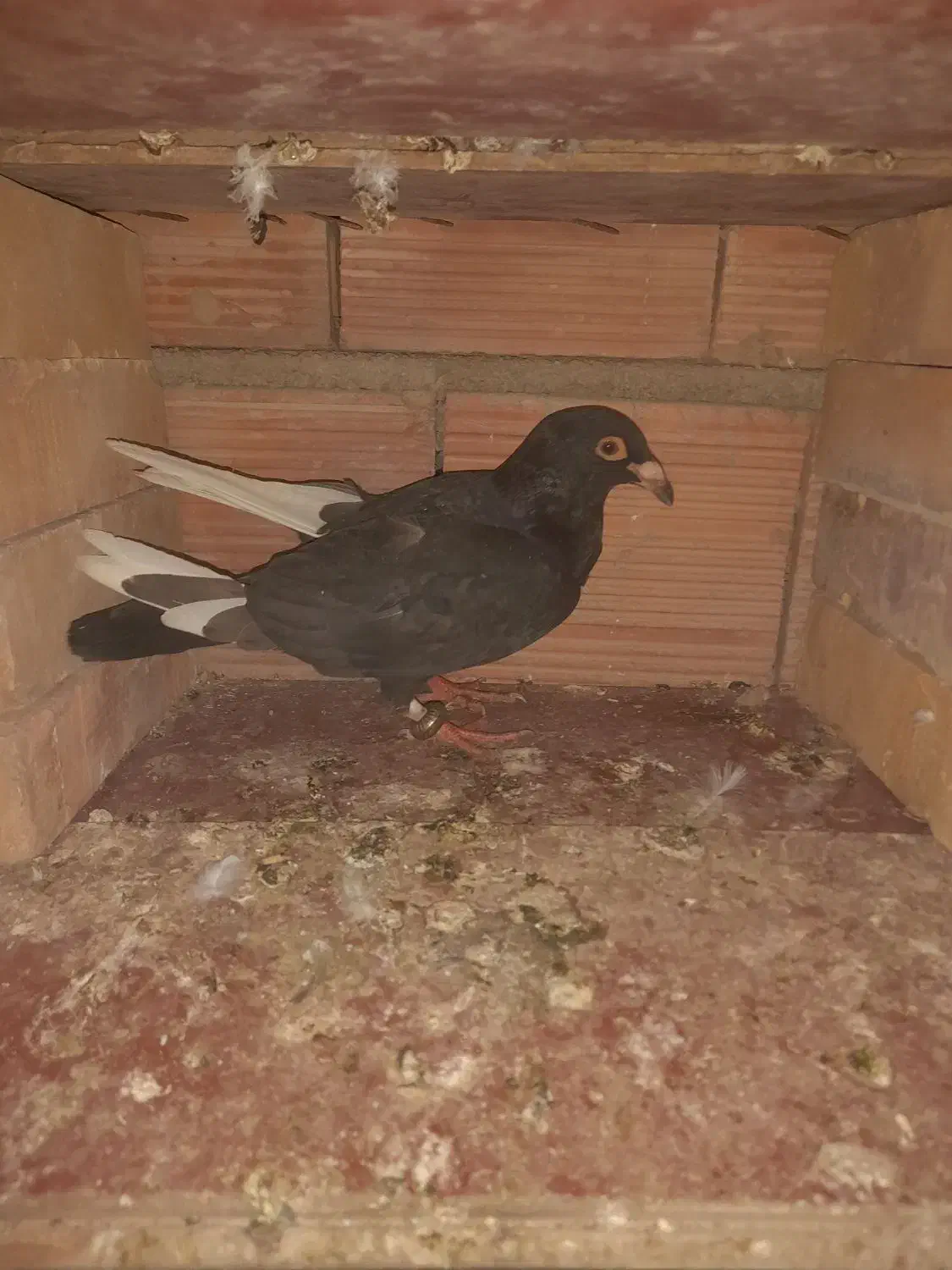 کفترزاغ شاپر سفید،ساده،دوبال،پلنگی|پرنده|گنبد کاووس, |دیوار