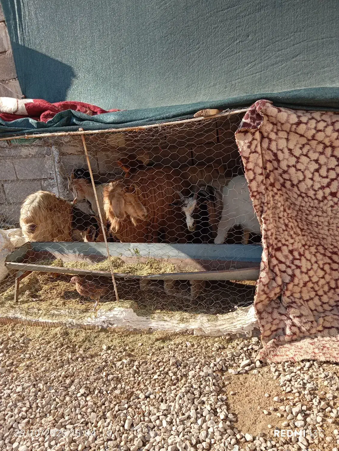 چند راس بز و کهره|حیوانات مزرعه|دهدشت, |دیوار