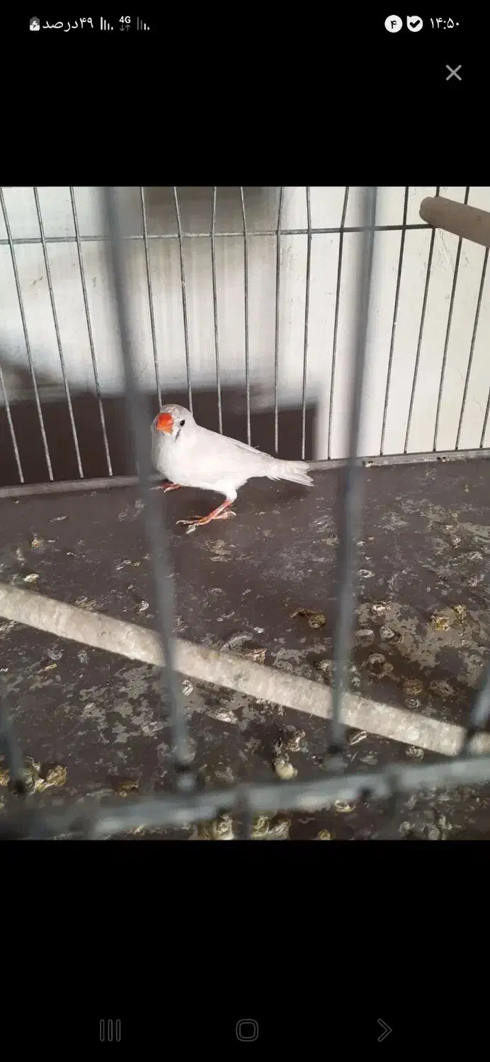 فنچ زبرا|پرنده|شیراز, کوشک میدان|دیوار