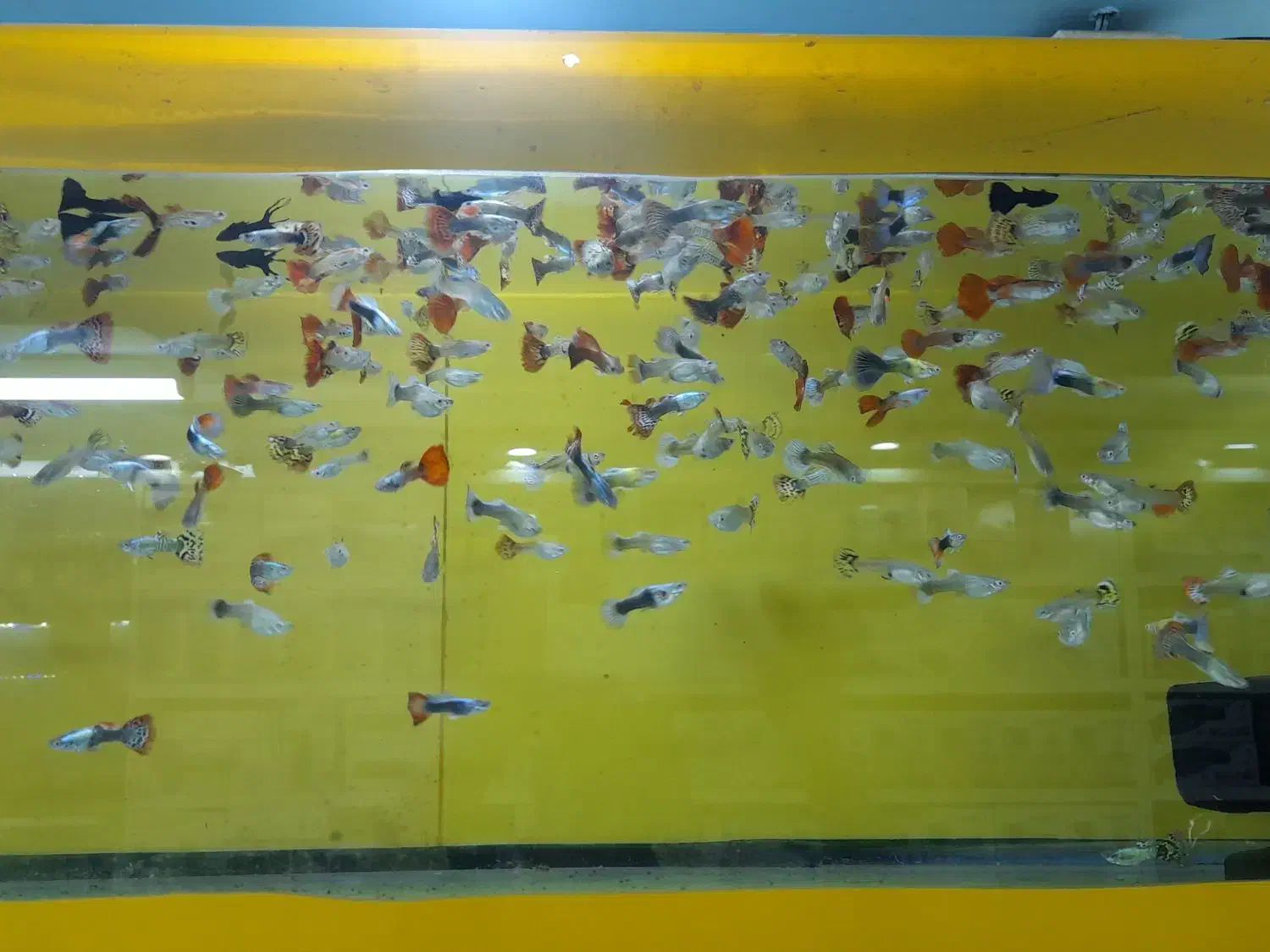 یکی بخر دوتاببر|ماهی|تربت جام, شهید مدرس|دیوار