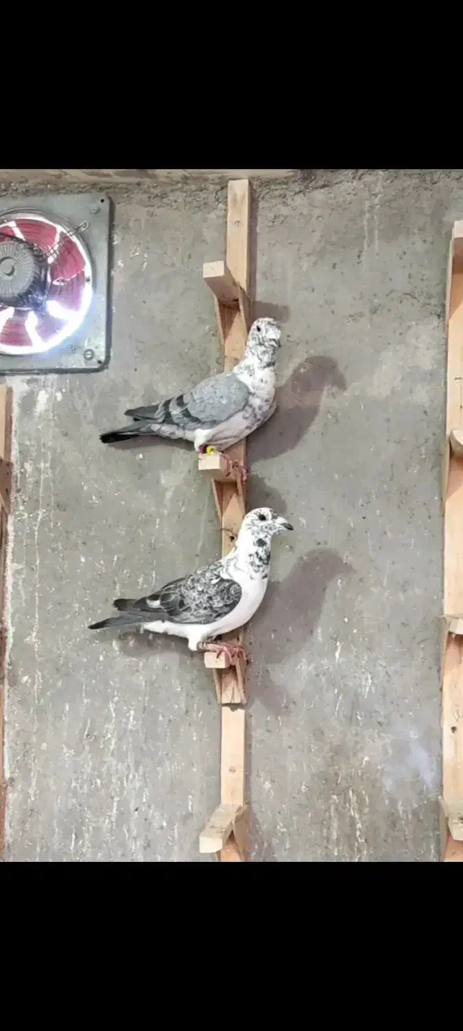 پرنده. پلاکی نر|پرنده|شیراز, فرودگاه شهید دستغیب شیراز|دیوار