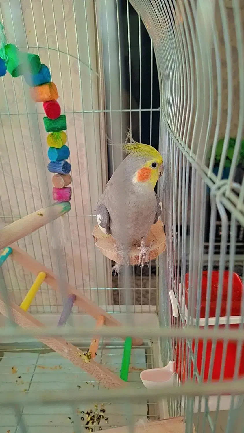 عروس هلندی نر سخن گو|پرنده|مرودشت, مسکن مهرگان|دیوار