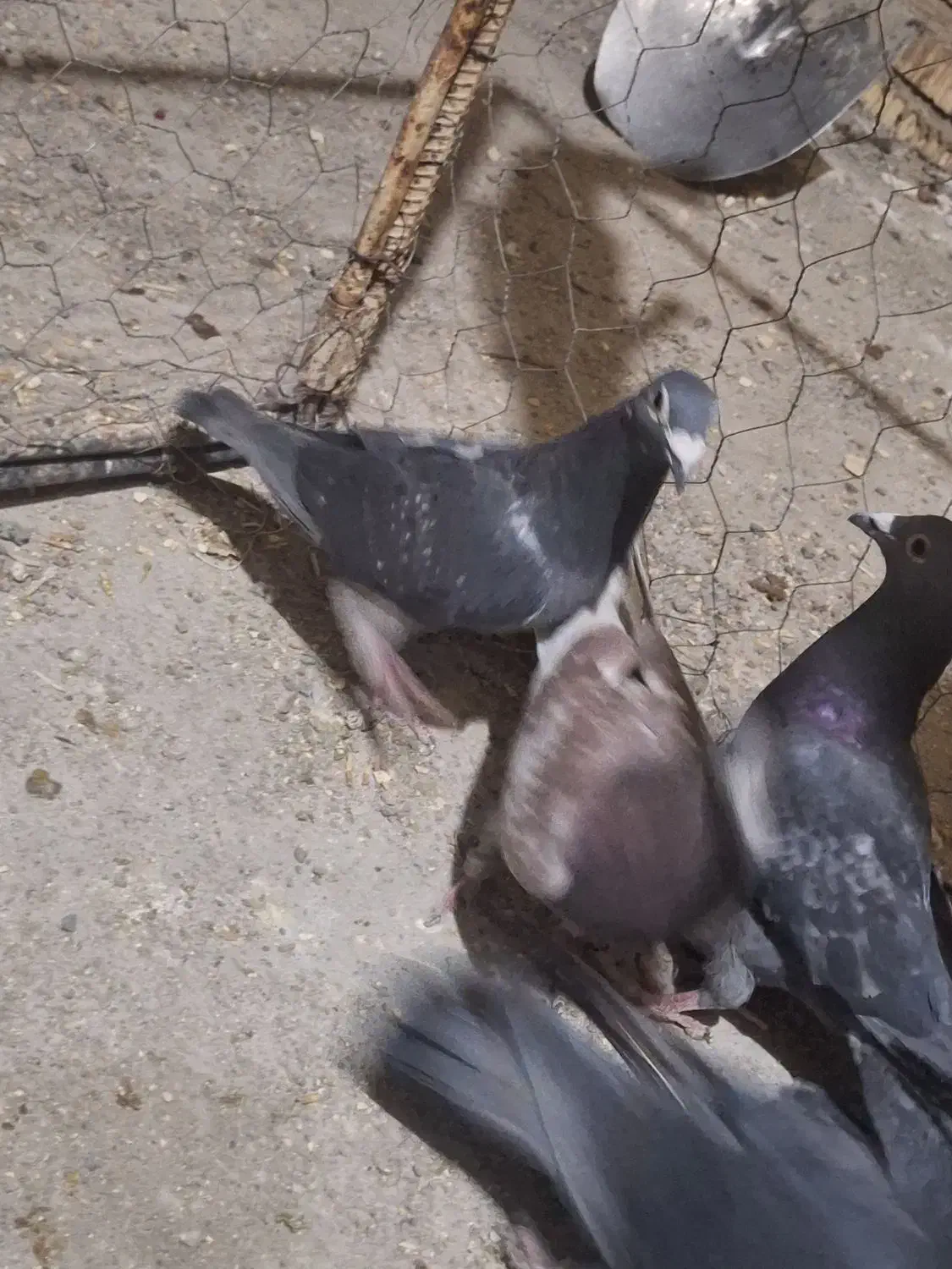 ۱۲ تا پلاکی|پرنده|آباده, |دیوار