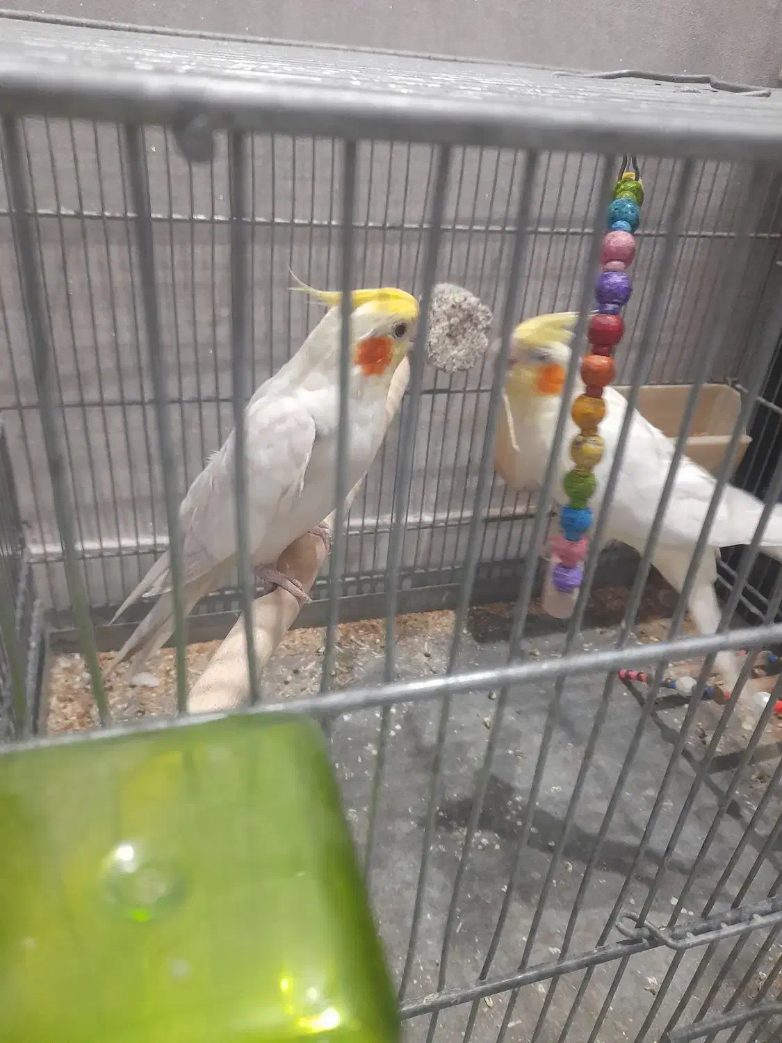 عروس هلندی لوتیتو جفت مولد|پرنده|تهران, مسگرآباد|دیوار