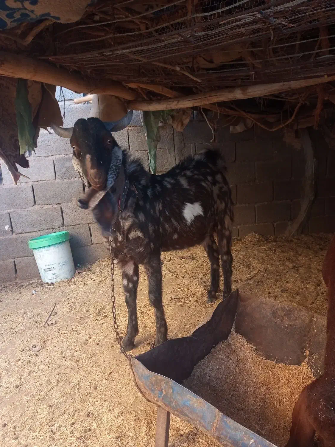 بز (پاکستانی)|حیوانات مزرعه|رفسنجان, |دیوار