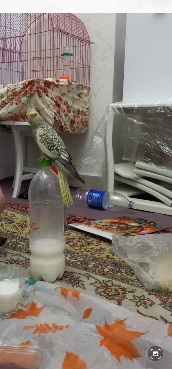 عروس گمشده|حیوانات|تبریز, |دیوار