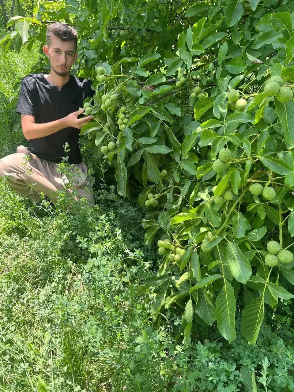 عرضه نهال گردو خوشه ای اسراییلی ضمانتی|خدمات باغبانی و درختکاری|آستانه سرا, |دیوار