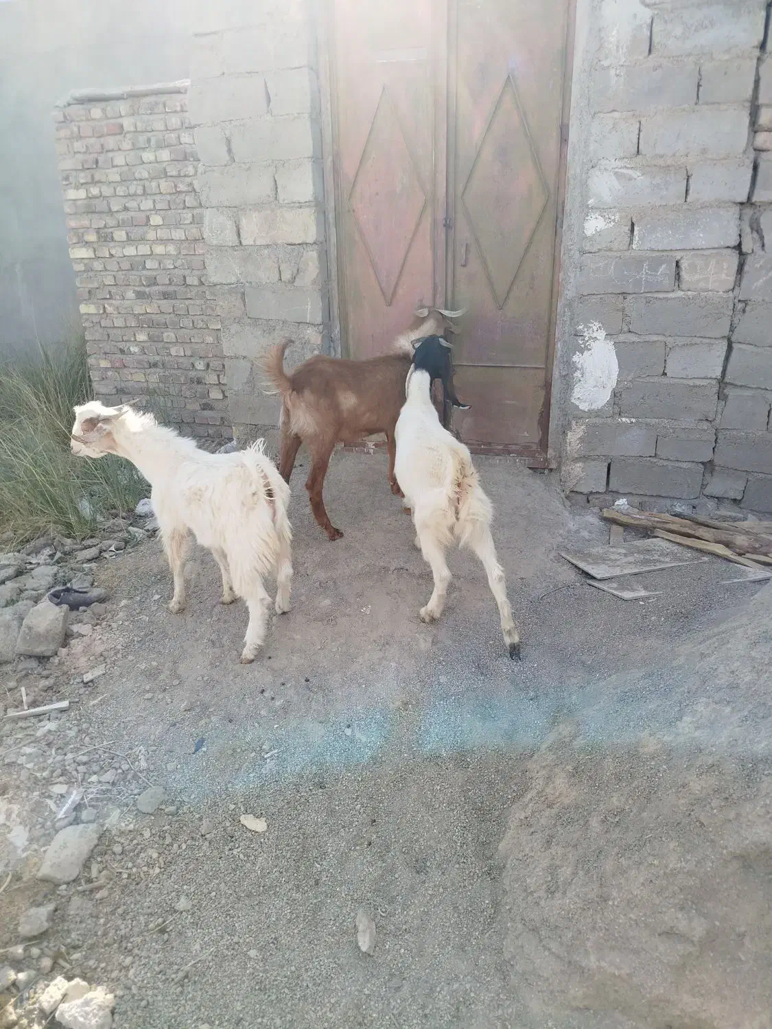 سه عدد کهره|حیوانات مزرعه|خمک, |دیوار