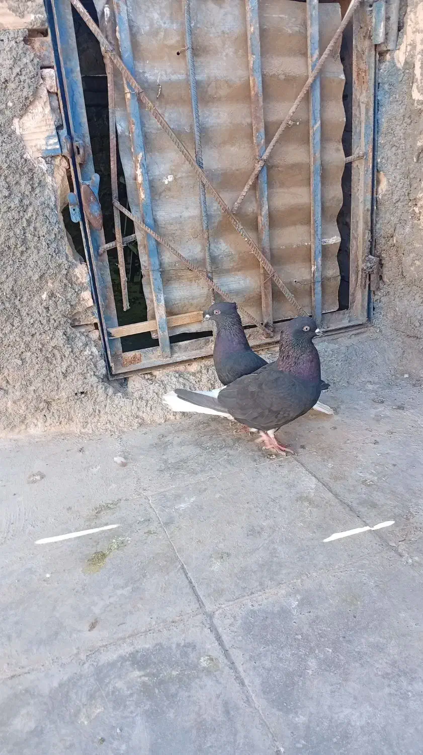 کبوتر|پرنده|سبزوار, جهاد کشاورزی|دیوار