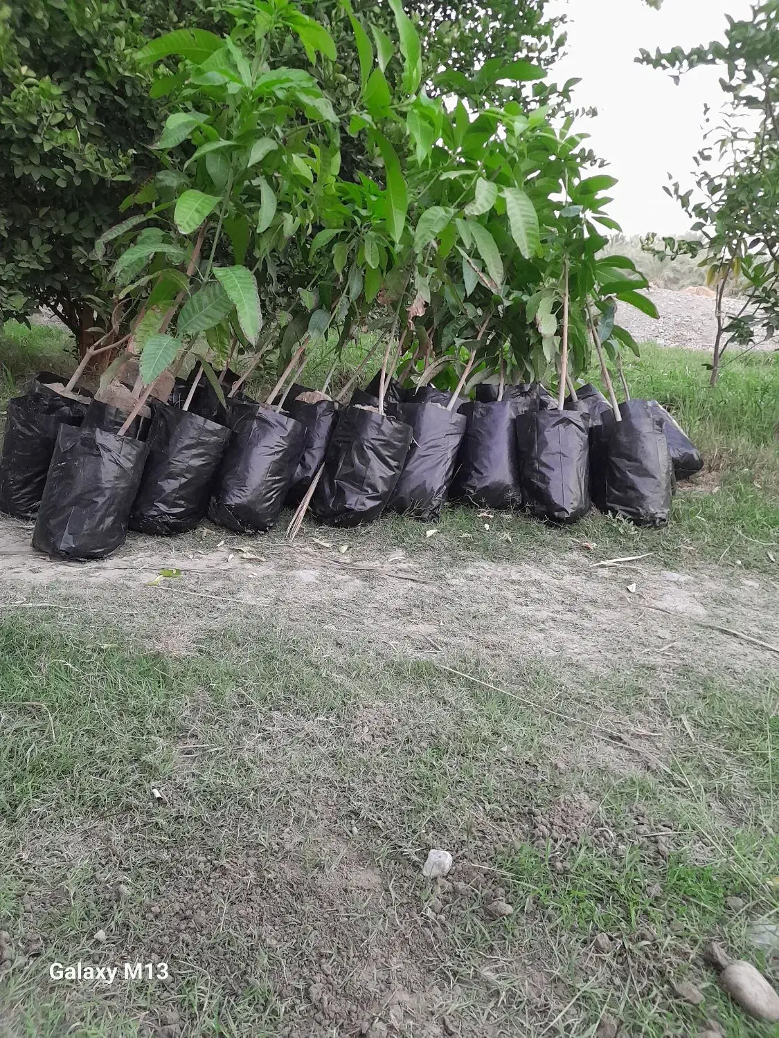 نهال انبه پیوندی|خدمات باغبانی و درختکاری|قصرقند, |دیوار