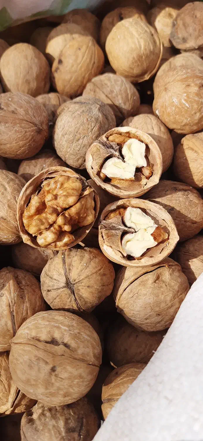 گردو|خوردنی و آشامیدنی|شیراز, شهرک فرهنگیان|دیوار