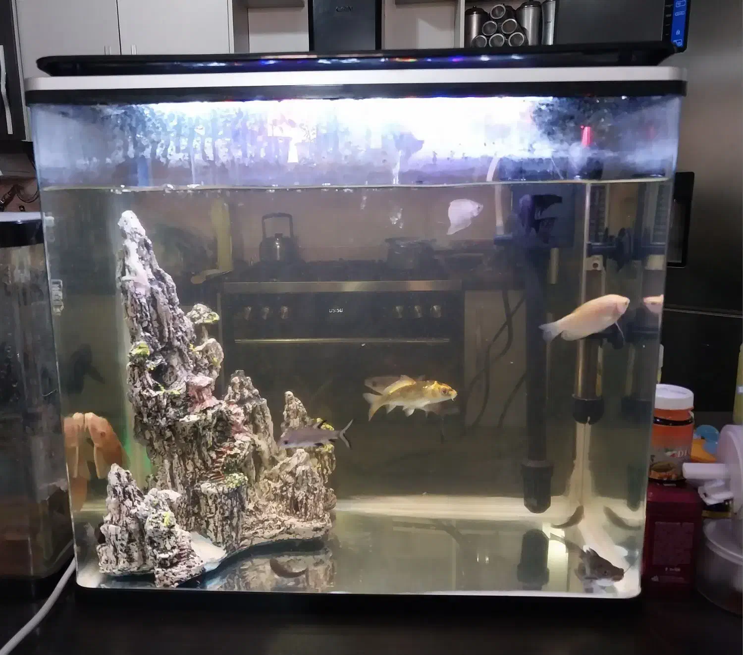 فروش آکواریوم به دلیل مهاجرت|ماهی|کازرون, |دیوار