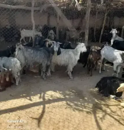 بز ترکی و دورگ موقعیت گناوه|حیوانات مزرعه|ریگ, |دیوار