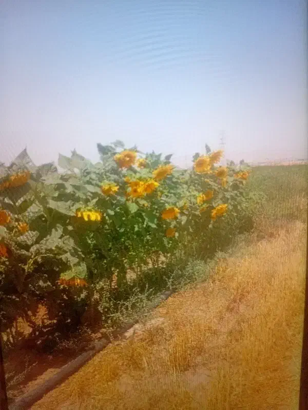 پرس یونجه|عمدهفروشی|قوچان, |دیوار