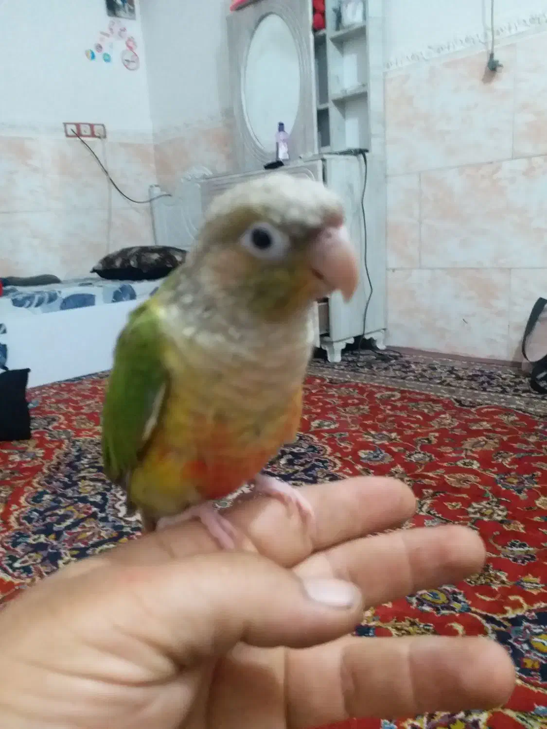 طوطی گرینچیک سالم سر حال فول اشتی|پرنده|بندرعباس, |دیوار