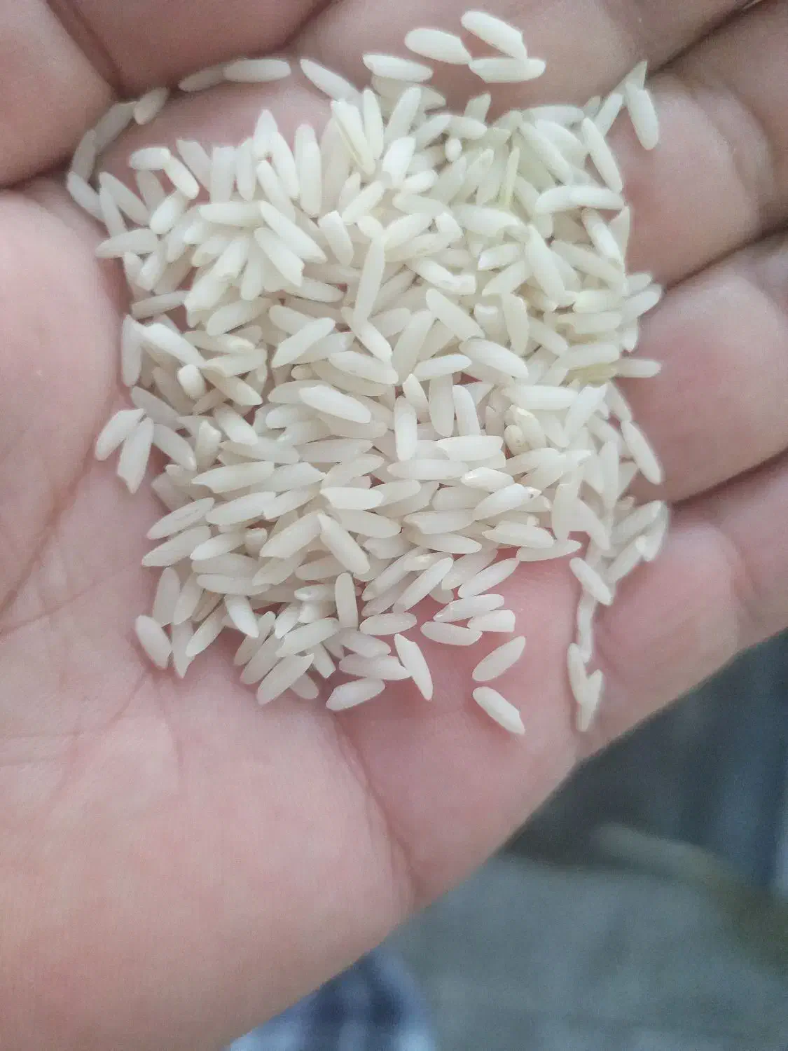 برنج میانه اصل ممان خیلی معطرمحصول خودمان|خوردنی و آشامیدنی|تبریز, |دیوار