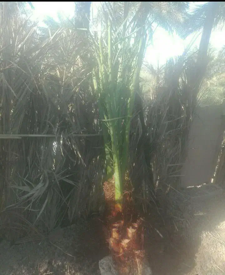 سلام پاجوش شادگان|گل و گیاه طبیعی|شادگان, |دیوار