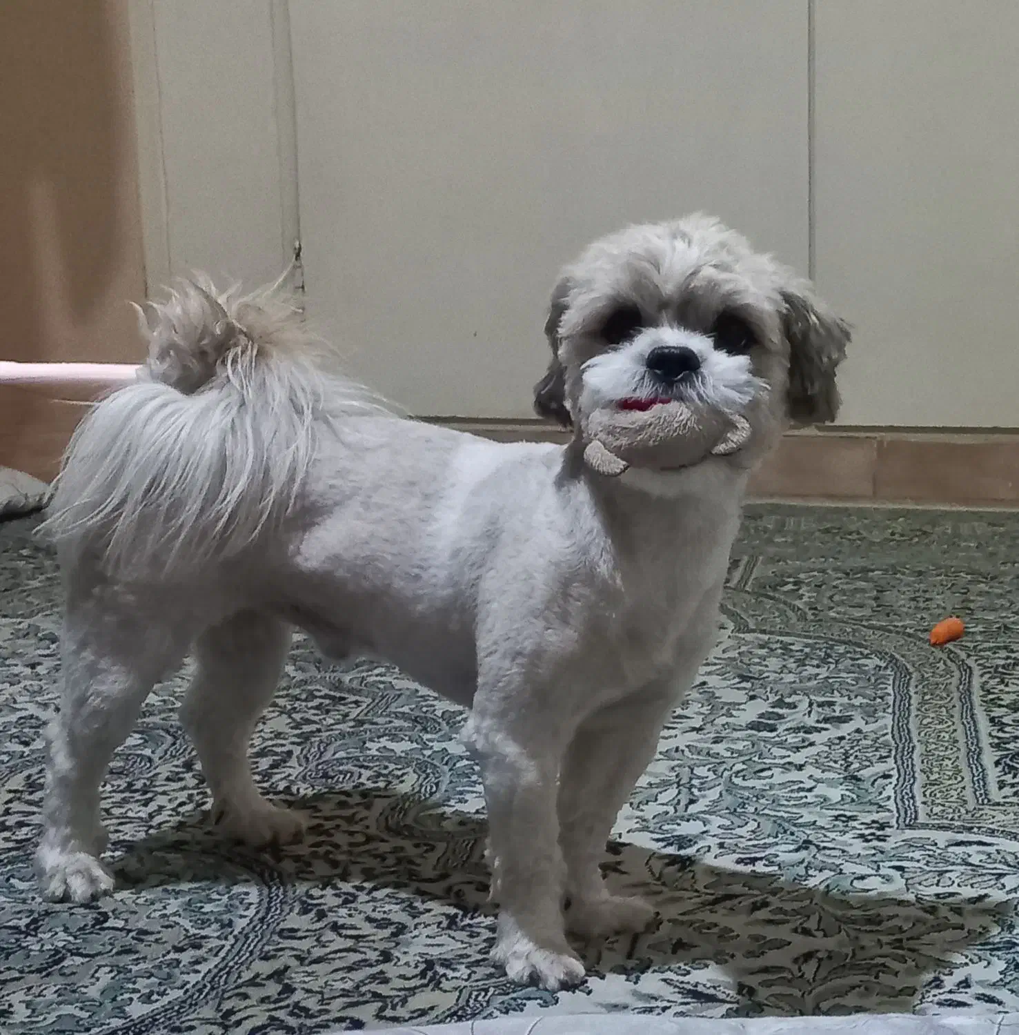 سگ نر دو ساله|سگ|تهران, اسکندری|دیوار