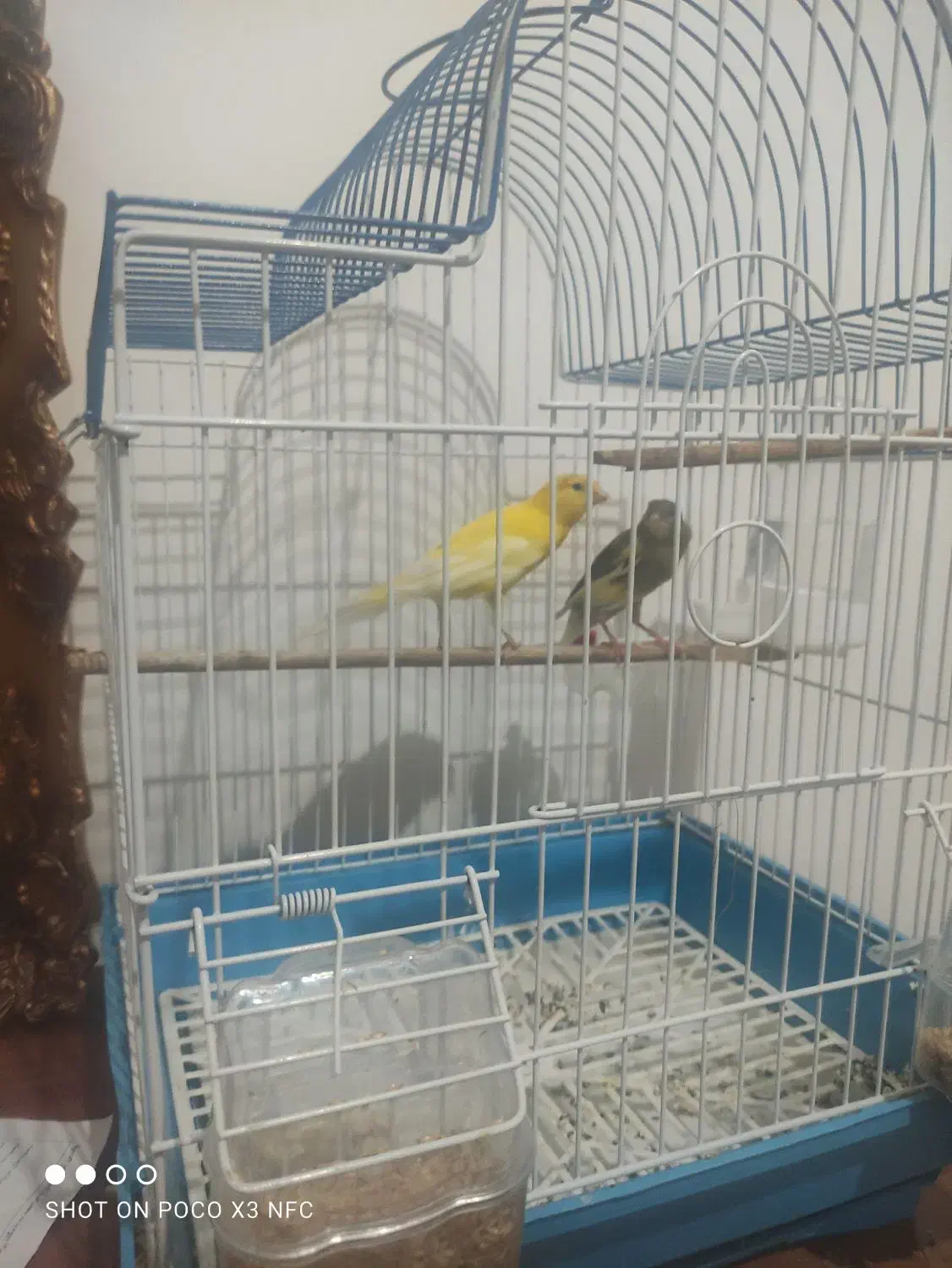 یه جفت قناری|پرنده|مرودشت, فاز دوم شهرک فرهنگیان|دیوار