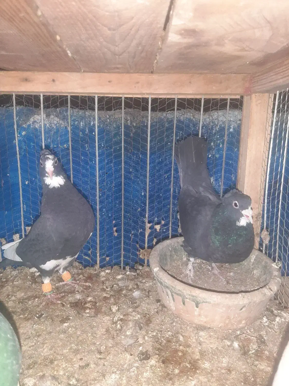 قره کرمونی .بزک|پرنده|کاشان, شهرک صنعتی امیرکبیر ۲|دیوار