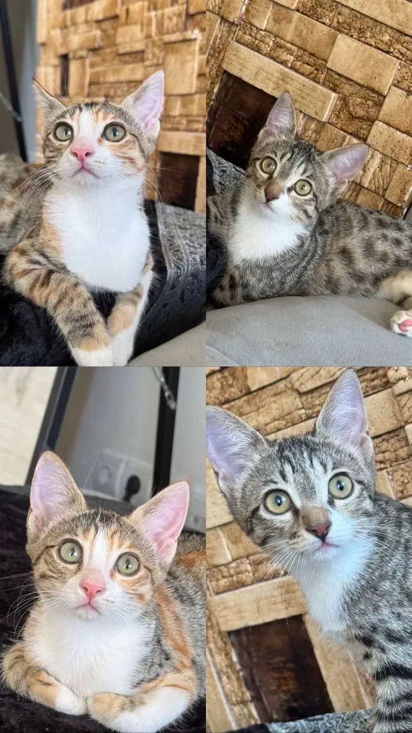 واگذاری بچه گربه آروم و دستی|گربه|قم, پردیسان|دیوار